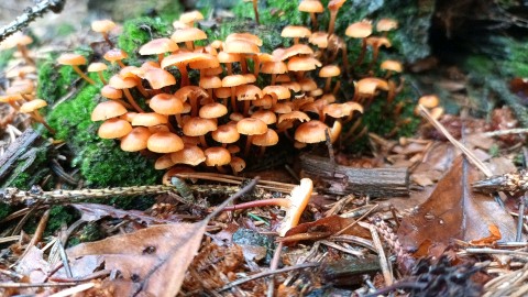 Xeromphalina campanella