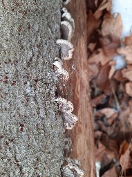 Schizophyllum commune