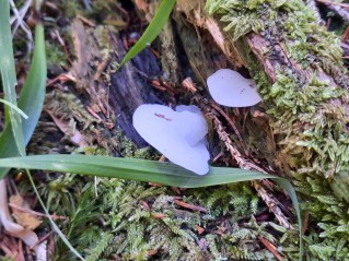 Pseudohydnum gelatinosum