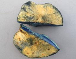 Gyroporus cyanescens