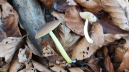 Pluteus romellii