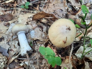 Cortinarius caperatus
