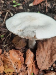 Leucoagaricus leucothites