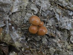 Typhrasa gossypina
