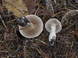 Phlegmacium cliduchum