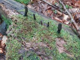 Xylaria longipes