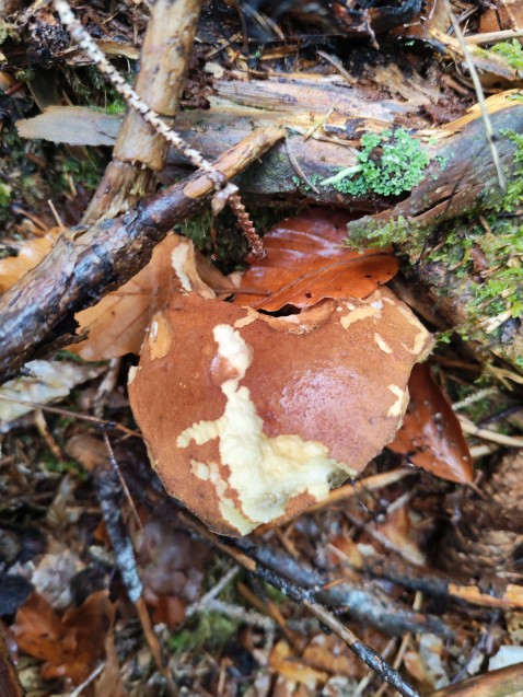 Imleria badia