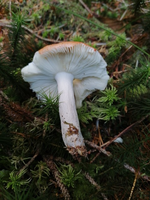 Russula decolorans