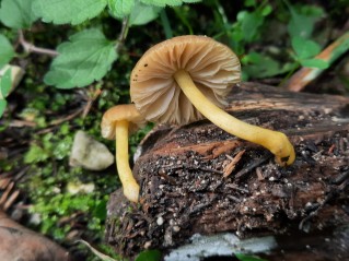 Pluteus romellii