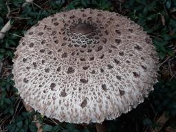 Macrolepiota procera