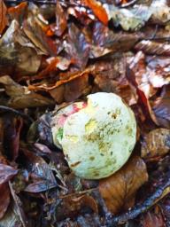 Rubroboletus rhodoxanthus