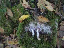 Cortinarius salor