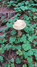 Amanita battarrae