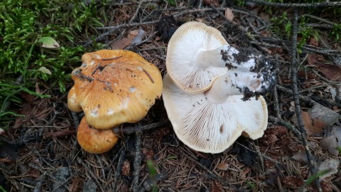 Tricholoma arvernense