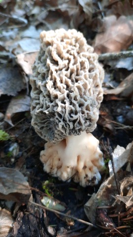 Morchella vulgaris