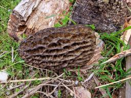 Morchella elata