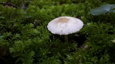 Candolleomyces candolleanus