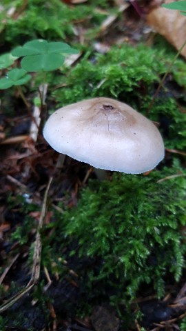 Pluteus pellitus