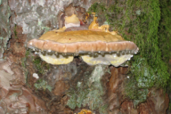 Fomitopsis pinicola