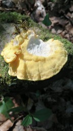 Laetiporus sulphureus