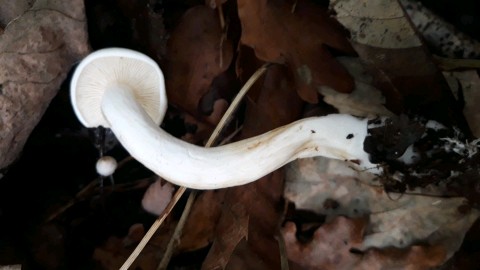 Tricholoma lascivum