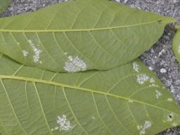 Pseudomicrostroma juglandis