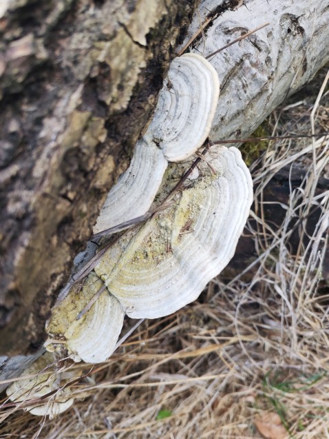 Trametes hirsuta