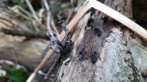 Xylaria hypoxylon