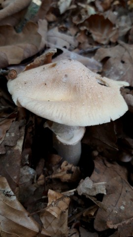 Cortinarius caperatus