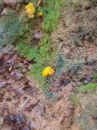 Cantharellus friesii