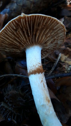 Cortinarius