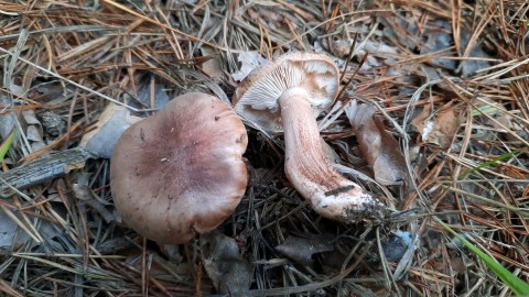 Tricholoma albobrunneum