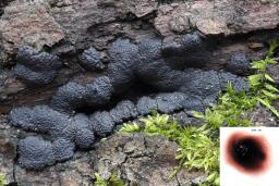 Jackrogersella minutella