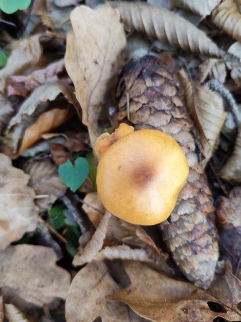 Gymnopilus penetrans