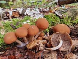 Psathyrella piluliformis