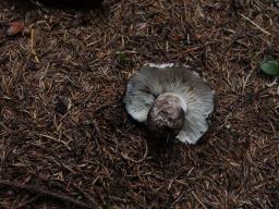 Russula albonigra