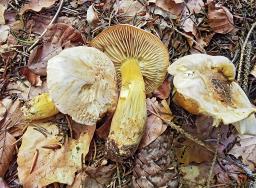 Tricholoma sulphureum