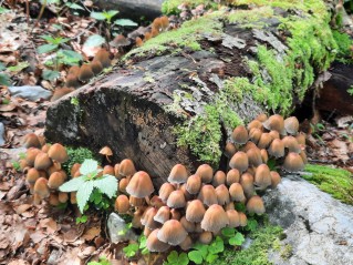 Coprinellus micaceus