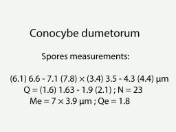 Conocybe dumetorum
