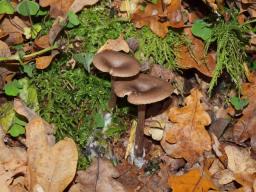 Pseudoclitocybe cyathiformis