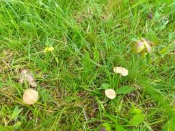 Marasmius oreades