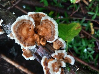 Trametes ochracea