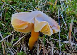 Hygrocybe aurantiosplendens