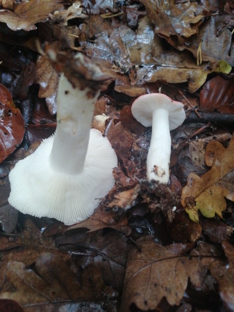 Russula emetica