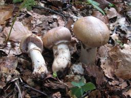 Cortinarius caperatus