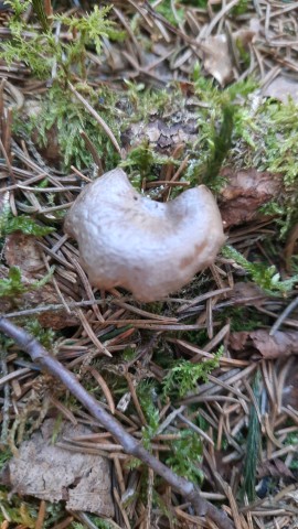 Rhizocybe pruinosa