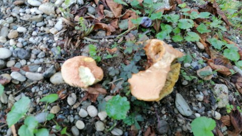 Rheubarbariboletus armeniacus