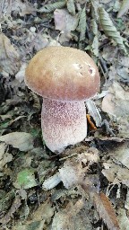 Boletus reticulatus