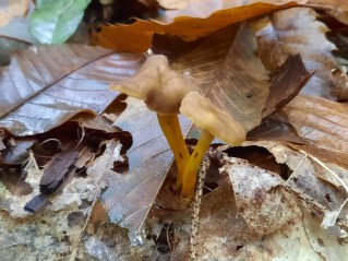 Craterellus tubaeformis