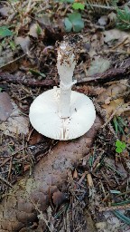 Amanita gemmata